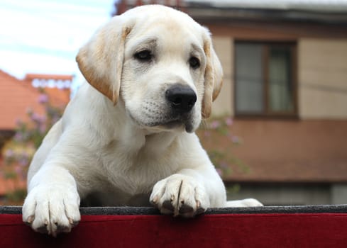 the little cute yellow labrador puppy sitting on a red background