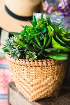 Various succulents plants in the basket, selective focus