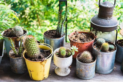 Various cactus in a pot, selective focus