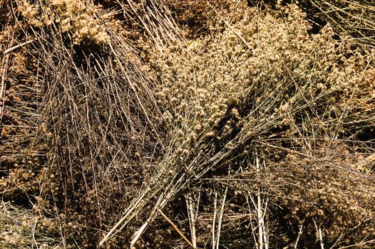 Dried flowers