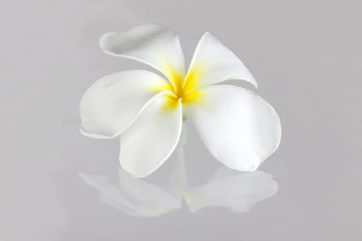 White Frangipani or Plumeria pudica with reflection on gray background.