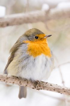 The photo shows a robin on a branch