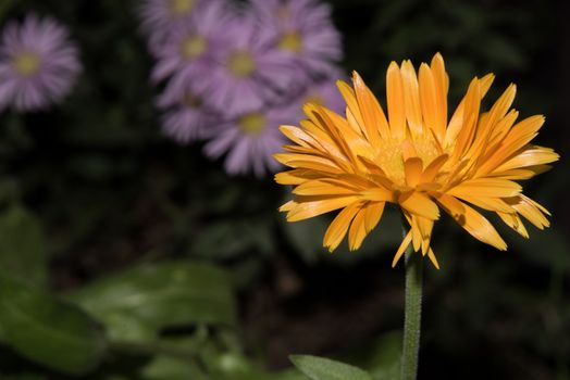 Beautiful Yellow flower closeup. 