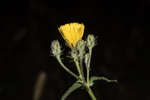 Beautiful Yellow flower closeup. 