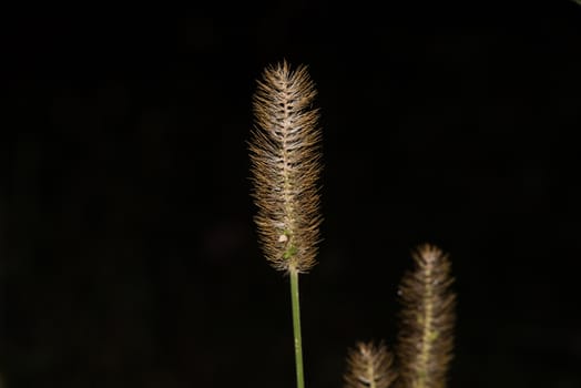 Isolated barley grass on black background

