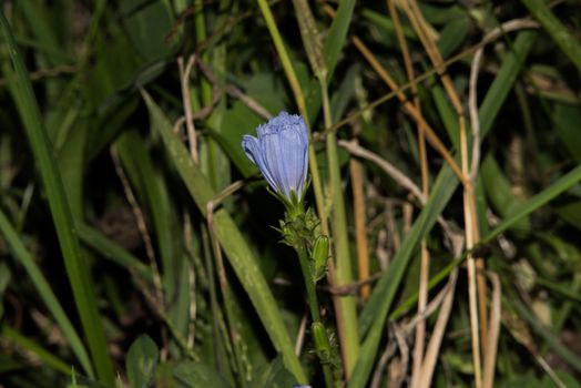 Beautiful blue flowers of the chicory. 