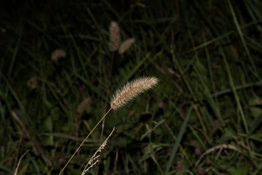 Isolated barley grass on background