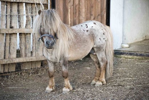 Mini dwarf horse in a pasture at a farm. foal mini horse. 