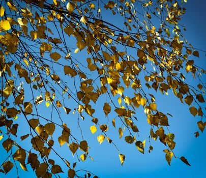 Autumn background with birch leaves and blue sky
