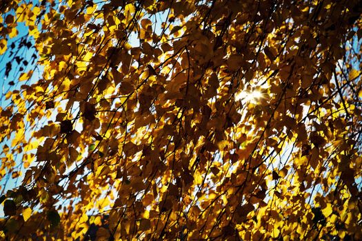 abstract background birch autumn leaves in the sun rays