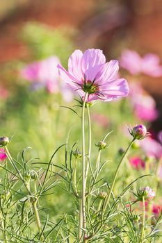 Pink cosmos flower family fompositae, cosmos flower in field