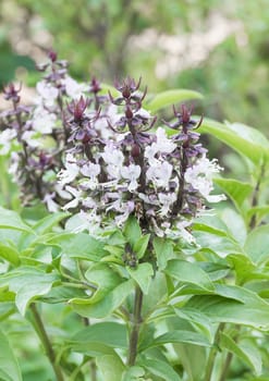 Close up fresh green basil and flower in garden