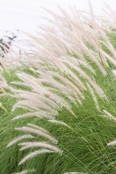 Imperata cylindrica Beauv of Feather grass in nature