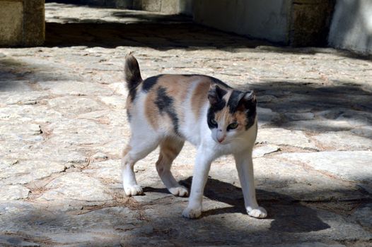 Cat play near a tree under the sun of the island of Crete.