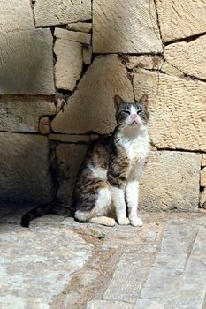 Cat play near a tree under the sun of the island of Crete