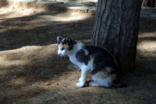 Cat  play near a tree under the sun of the island of Crete.