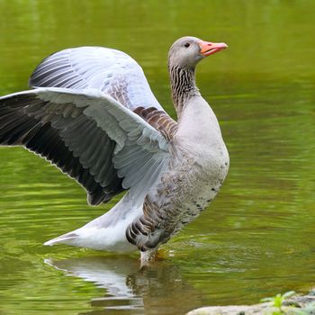 goose with outstretched wings