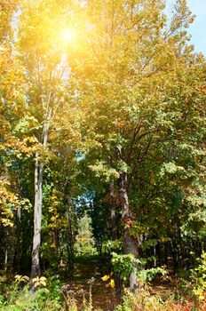 bright sunrise in autumn forest