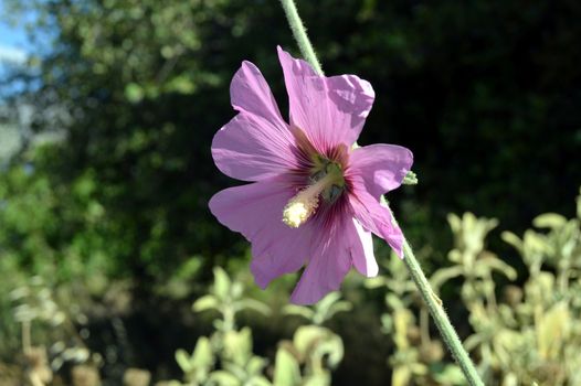 Flower carpet of mauve color with several petals on a green vegetation.