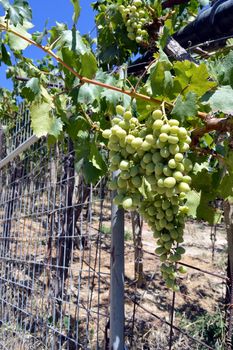 Vineyards in flowers in the Cretan campaign in Greece.