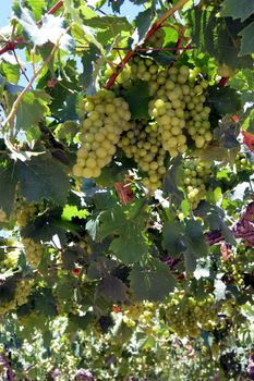 Vineyards in flowers in the Cretan campaign in Greece