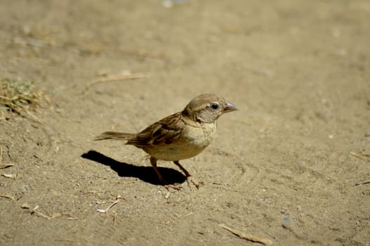 Shy sparrow on the ground of sand.