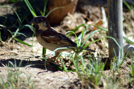Shy sparrow on the ground of sand.
