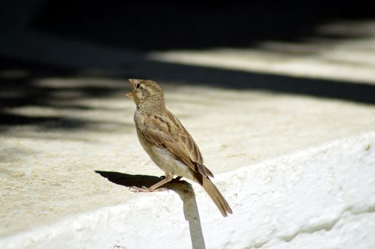 Sparrow singing on a walking of a white staircase.