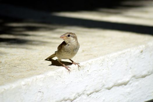 Sparrow singing on a walking of a white staircase.