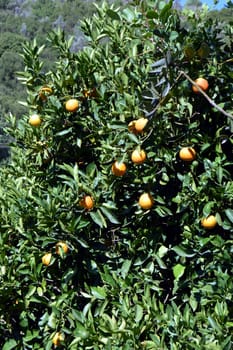 An orange tree with fruits in the Cretan campaign.