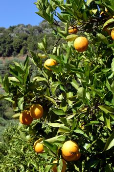 An orange tree with fruits in the Cretan campaign.