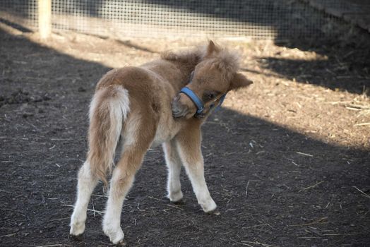 Mini dwarf horse in a pasture at a farm. foal mini horse. 