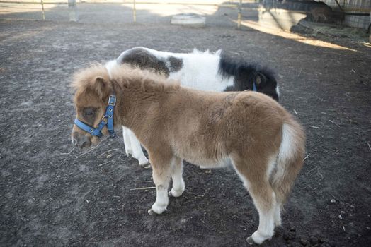 Mini dwarf horse in a pasture at a farm. foal mini horse. 