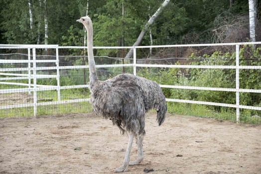 Ostrich with dry arid landscape and trees on the background