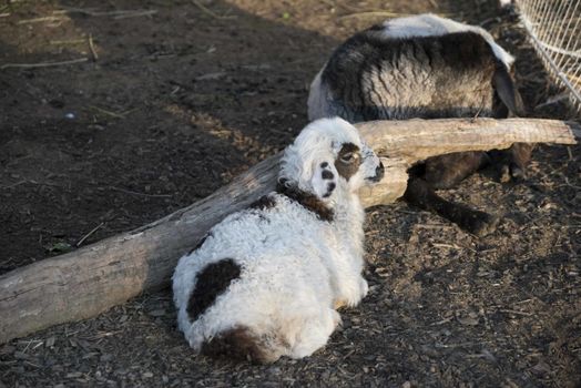 Sheep. Sheep in nature. Sheep on meadow. Sheep farming. Sheep farming outdoor.