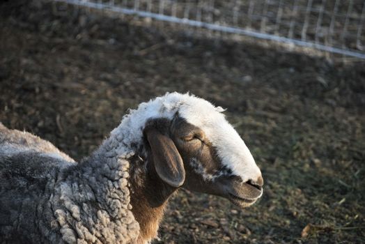 Sheep. Sheep in nature. Sheep on meadow. Sheep farming. Sheep farming outdoor.