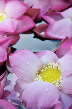 Blossom pink lotus flowers in water pond
