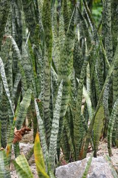 Green blades of the sansevieria, also called snake plant or mother in law's tongue