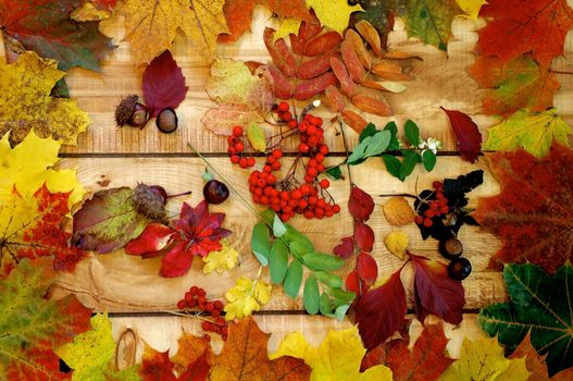 Arrangement of Various Autumn Leafs, Yield and Berries closeup on Wooden Plank background. Top View