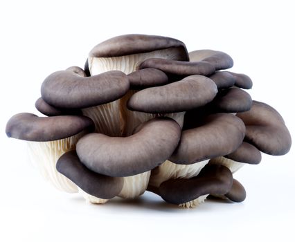 Big Bunch of Fresh Raw Oyster Mushrooms isolated on White background