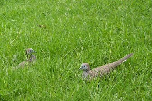 Birds on the lawn