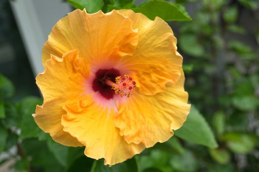 Hibiscus flowers - yellow flower in the nature