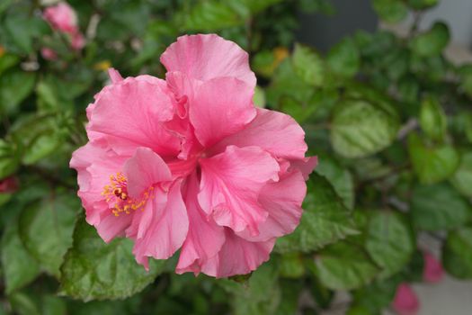 Hibiscus flowers - Pink flower in the nature