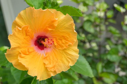 Hibiscus flowers - yellow flower in the nature