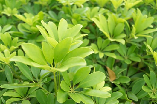 Close up Green bush