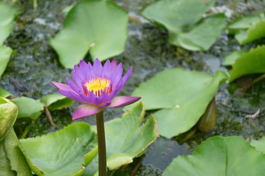 Close up lotus flower and lotus flower plants