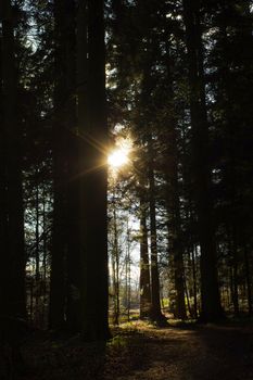 a dark green forest with a path between trees at sunrise.