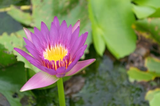 Close up lotus flower and lotus flower plants