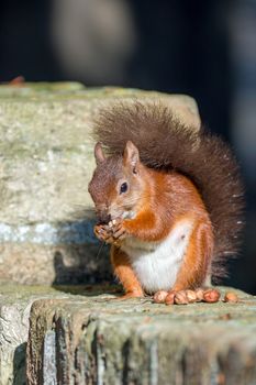 British native Red Squirrel on wall on Brownsea Island, Dorset.