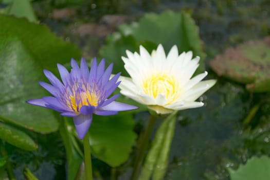 Close up lotus flower and lotus flower plants